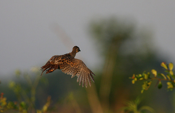 Ring-necked Pheasant