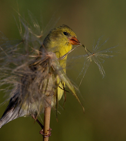 American Goldfinch