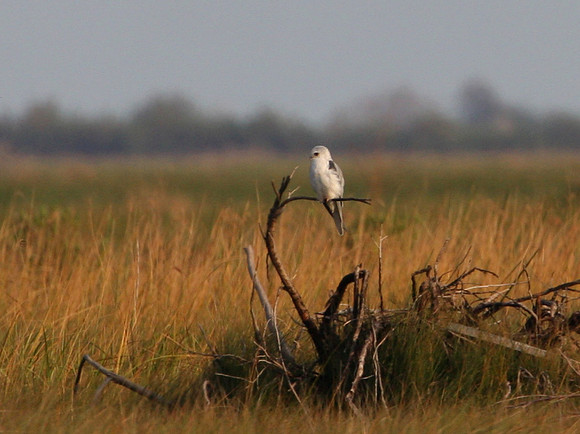 White-tailed Kite