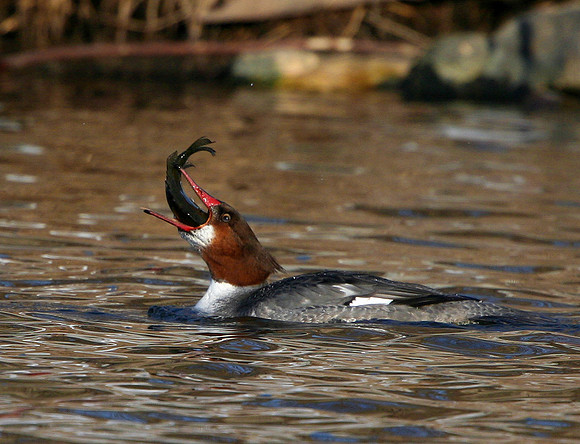 Common Merganser