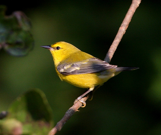 Blue-Winged Warbler