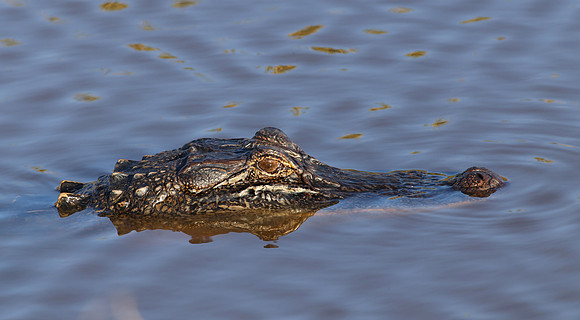 American Alligator - Anahuac NWR, Texas