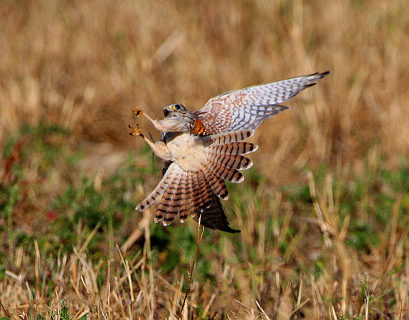 American Kestrel attempting to catch a butterfly