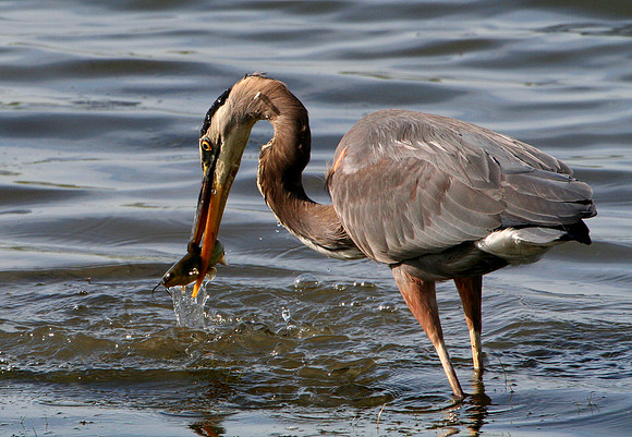 Great Blue Heron (with catfish)