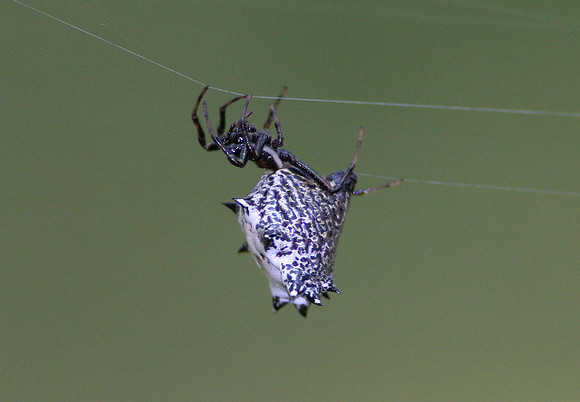 Spined Micrathena