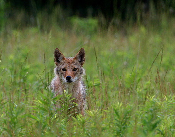 Coyote