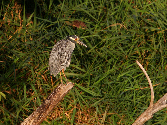 Yellow-crowned Night Heron