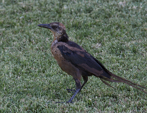 Great-tailed Grackle