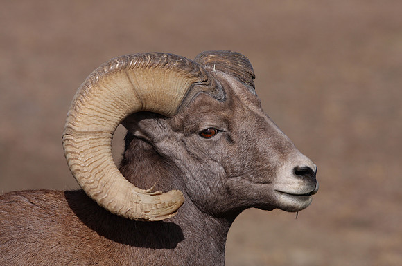 Bighorn Sheep Badlands, South Dakota