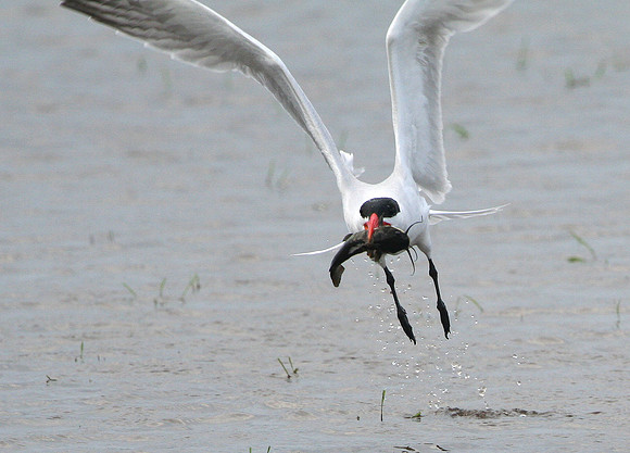 Caspian Tern With Catfish