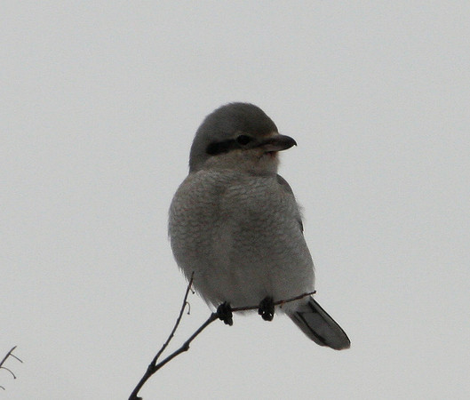 Northern Shrike