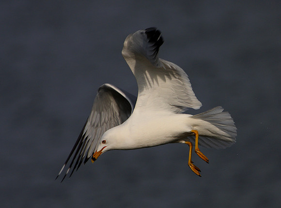 Ring-billed Gull