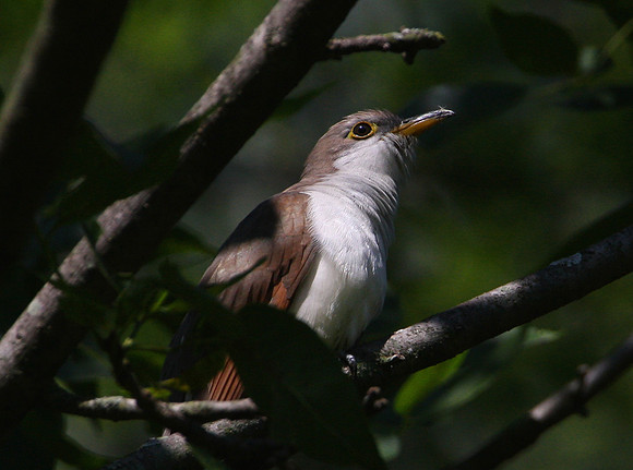 Yellow-billed Cuckoo