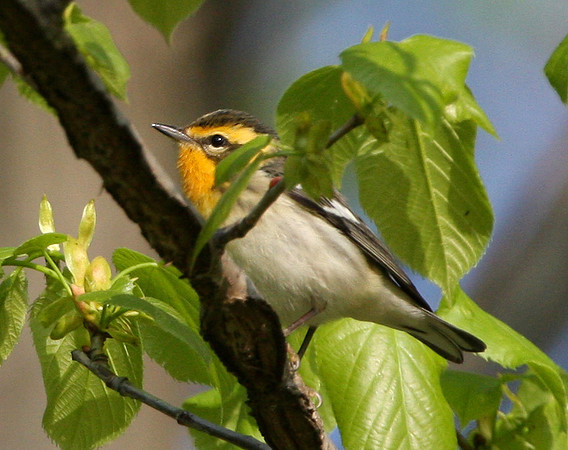 Blackburnian Warbler
