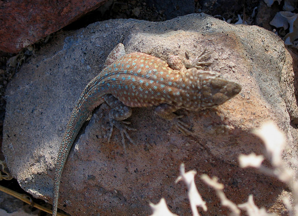 Common Side-blotched Lizard