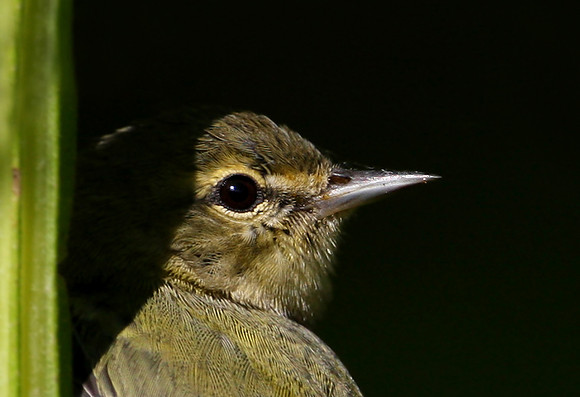 Tennessee Warbler