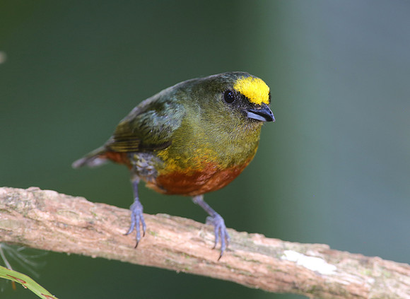 Olive-backed Euphonia - Selva Verde, Costa Rica