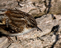 Brown Creeper