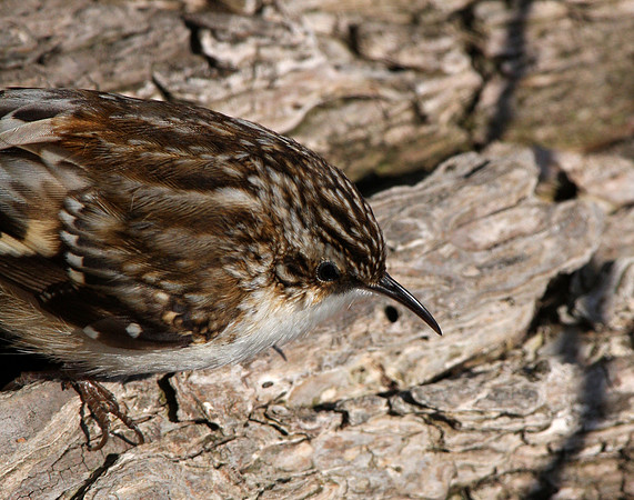 Brown Creeper
