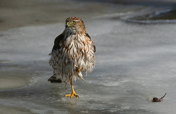 Cooper's Hawk Bath