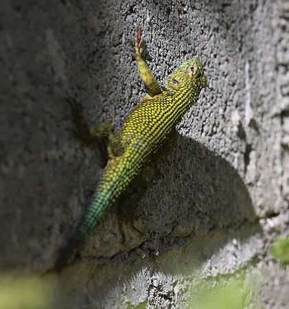 Green Spiny Lizard - Costa Rica