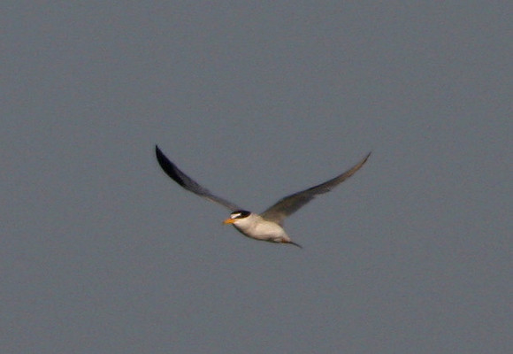 Least Tern