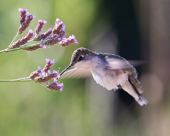 Ruby-throated Hummingbird - Anahuac NWR, Texas