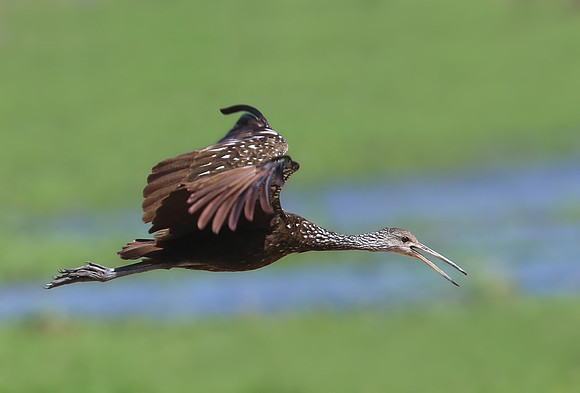 Limpkin - Casa Solimar, Costa Rica