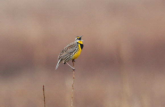 Eastern Meadowlark