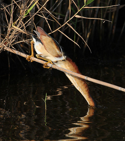 Least Bittern - Anahuac National Wildlife Refuge, Texas.