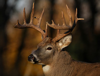 White-tailed Deer 14