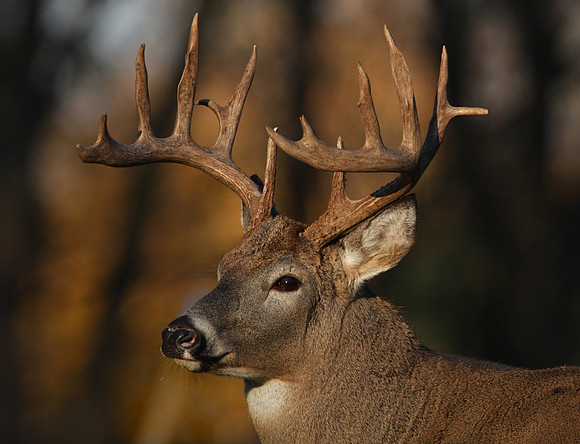 White-tailed Deer 14