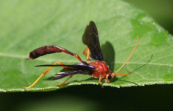 Ichneumon Wasp (sp?)