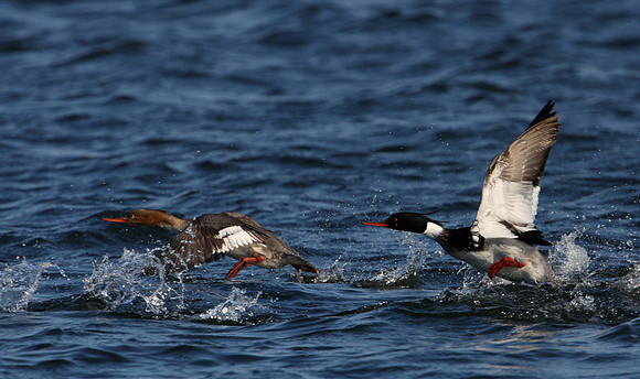Red-breasted Merganser
