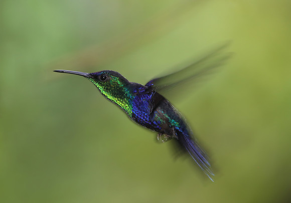 Crowned Woodnymph - Costa Rica