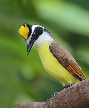 Great Kiskadee - Laguna Lagarto, Costa Rica