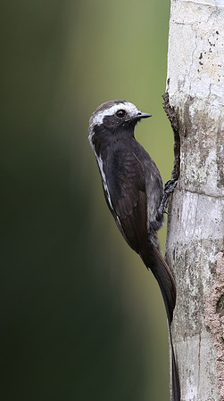 Long-tailed Tyrant - Laguna Lagarto, Costa Rica