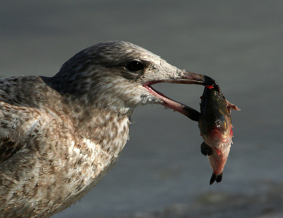 Herring Gull (with fish)
