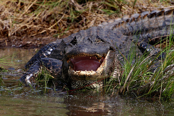 American Alligator - Anahuac National Wildlife Refuge, Texas