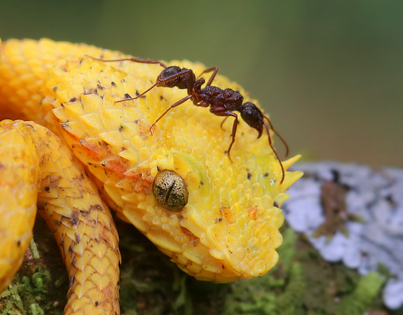 Eyelash Viper and Ant - Laguna Lagarto, Costa Rica