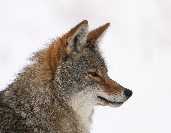 Coyote