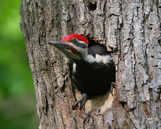 Pileated Woodpecker