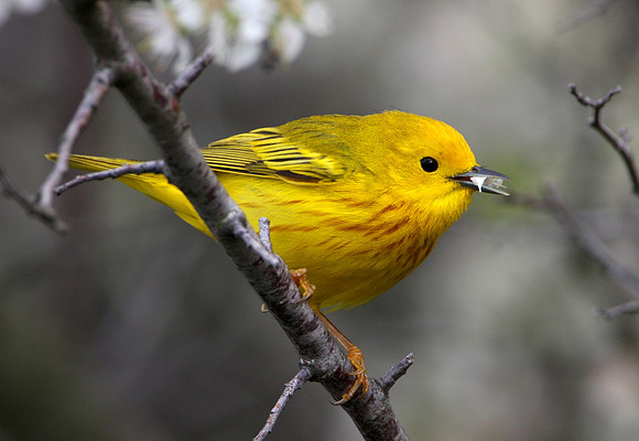 Yellow Warbler