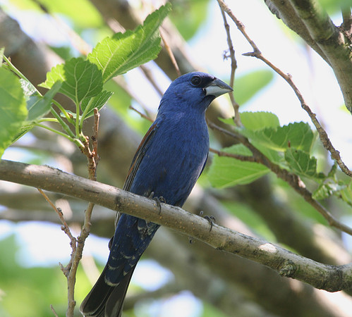 Blue Grosbeak