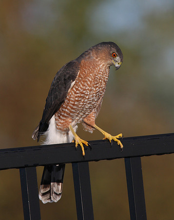 Cooper's Hawk spotting prey