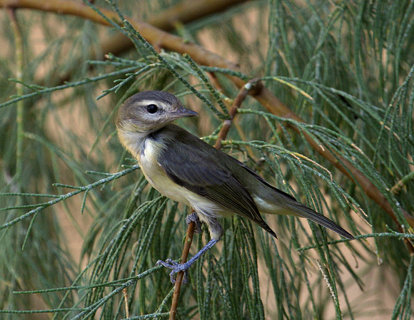 Warbling Vireo