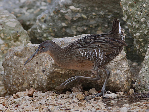 Clapper Rail - Anahuac NWR, Texas