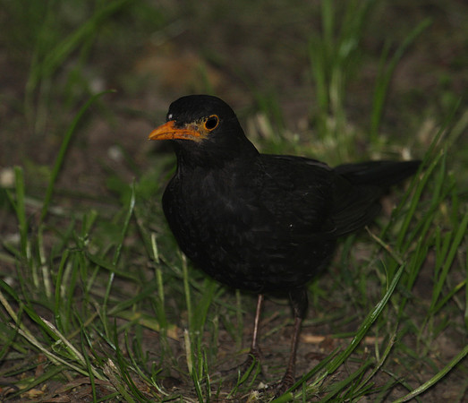 Common Blackbird