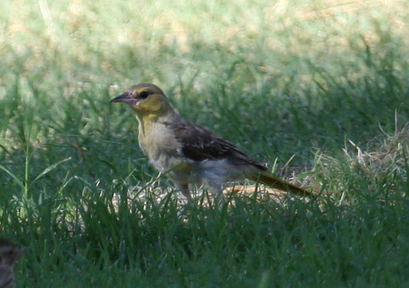 Bullock's Oriole