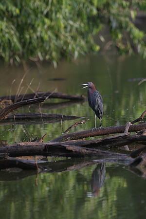 Little Blue Heron